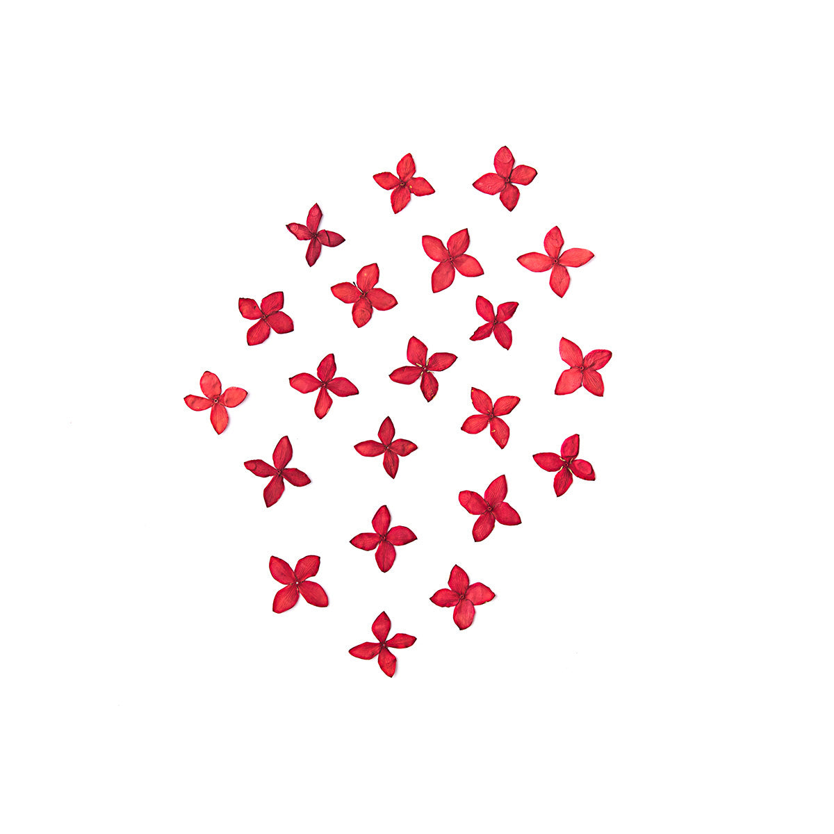 Ixora Red
