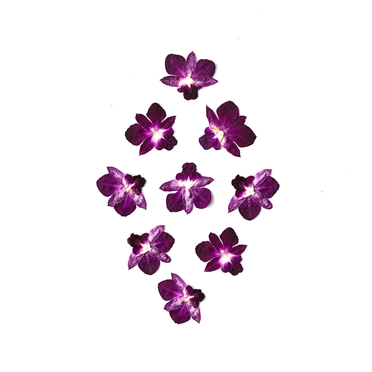 Orchid Dendrobium Purple