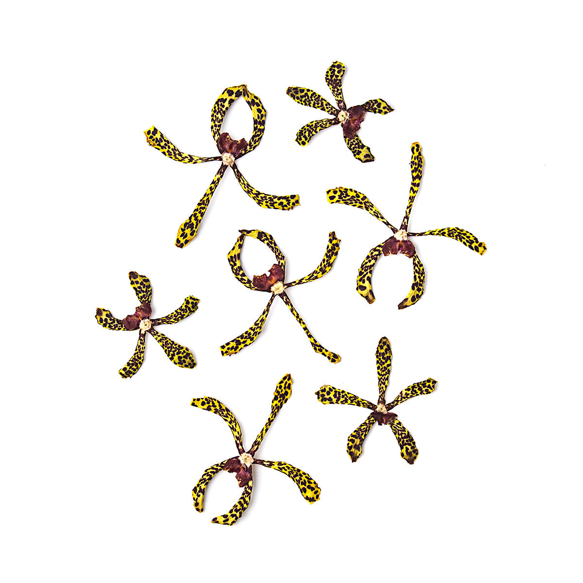 Orchid Arandra Tiger Spots