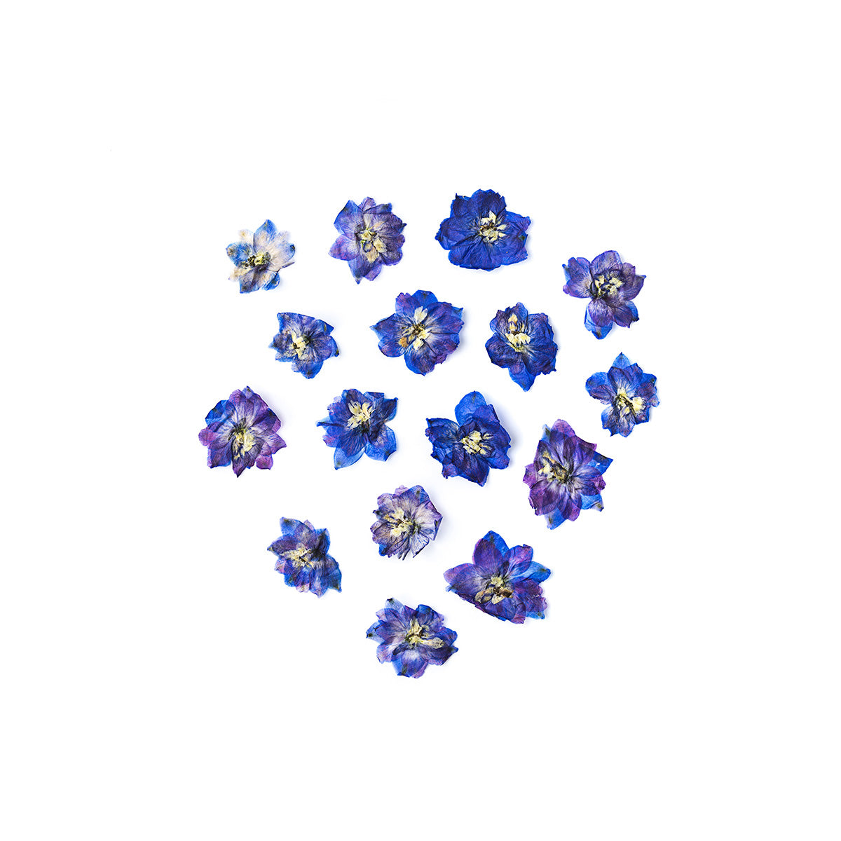 Delphinium