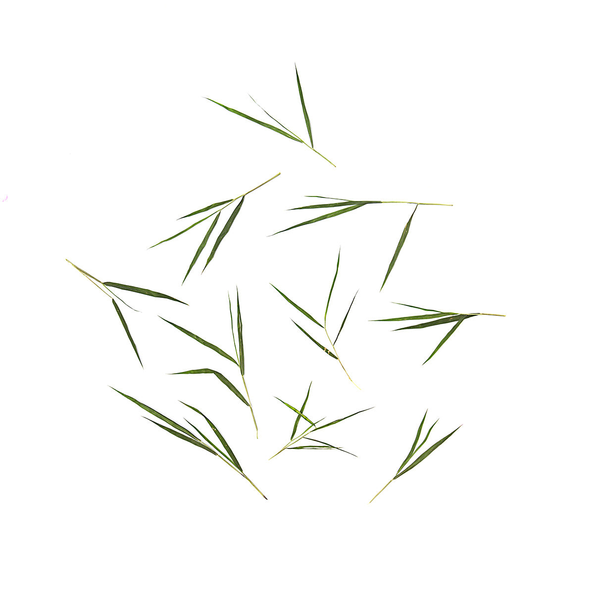 Mini Bamboo Leaves