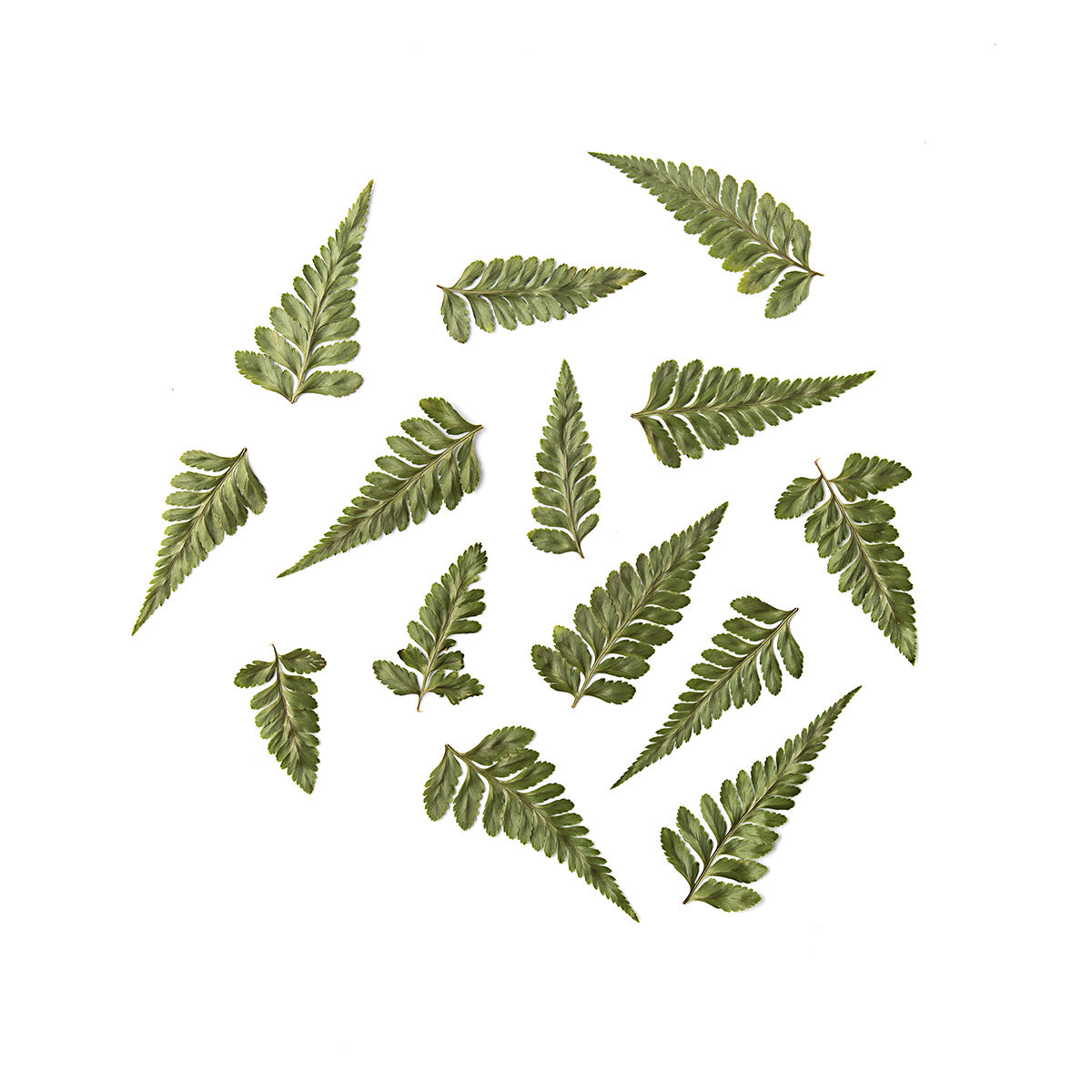 Johor Fern