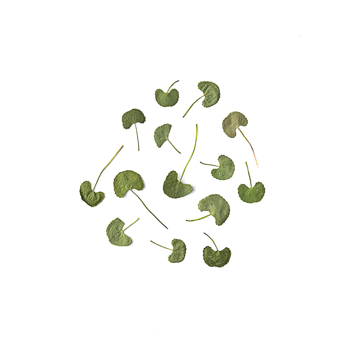 Heart Shape Leaves